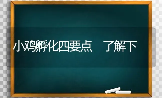 小鸡孵化四要点 了解下 | 家禽养殖