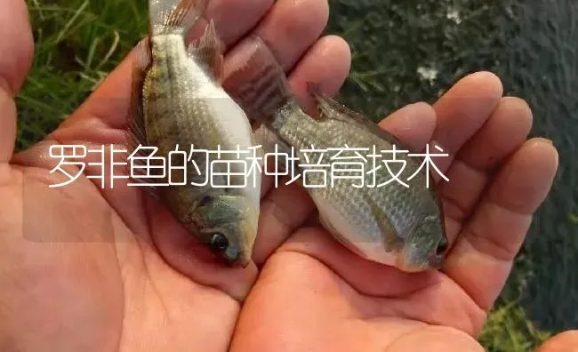 罗非鱼的苗种培育技术 | 淡水养殖