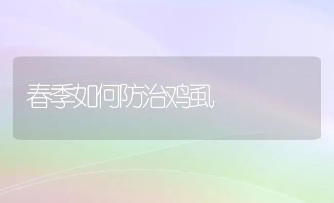 春季如何防治鸡虱 | 家禽养殖