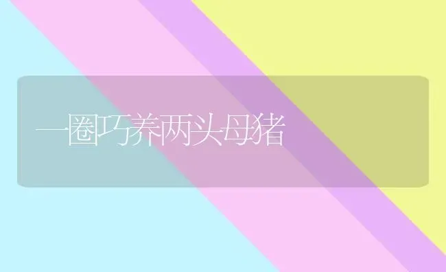 一圈巧养两头母猪 | 家畜养殖