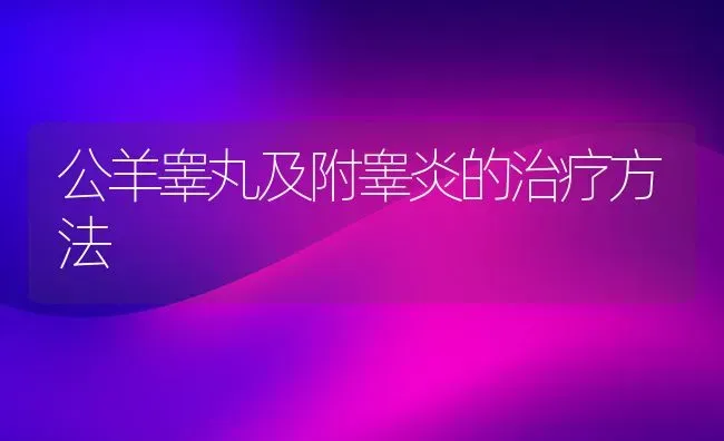 公羊睾丸及附睾炎的治疗方法 | 家畜养殖