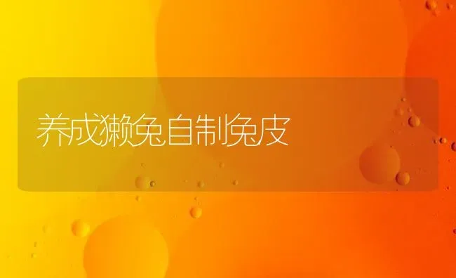 养成獭兔自制兔皮 | 家畜养殖