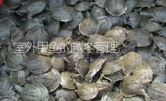 室外甲鱼的越冬管理 | 淡水养殖