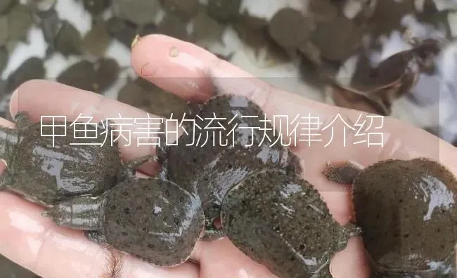 甲鱼病害的流行规律介绍 | 淡水养殖