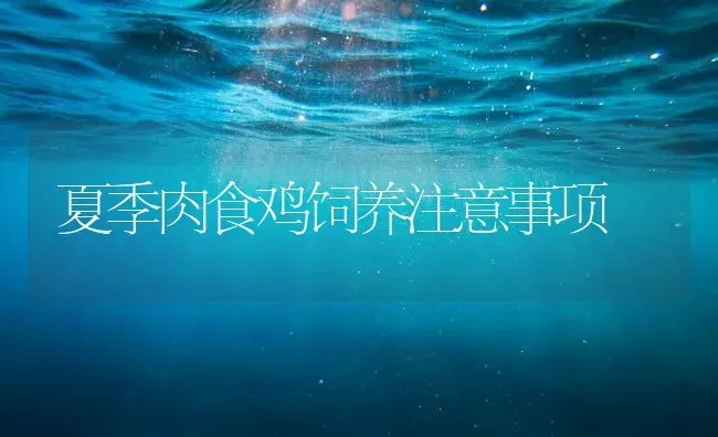 夏季肉食鸡饲养注意事项 | 家禽养殖