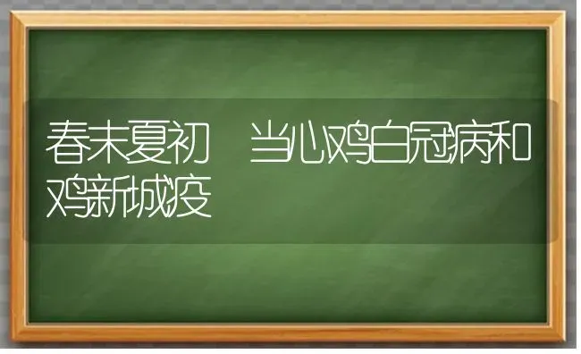 春末夏初 当心鸡白冠病和鸡新城疫 | 家禽养殖