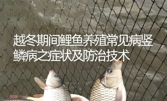 越冬期间鲤鱼养殖常见病竖鳞病之症状及防治技术 | 淡水养殖