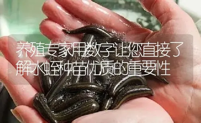 养殖专家用数字让您直接了解水蛭种苗优质的重要性 | 特种养殖