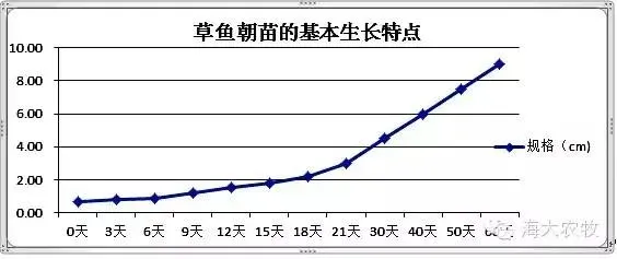 草鱼种朝苗培育现状与技术要点