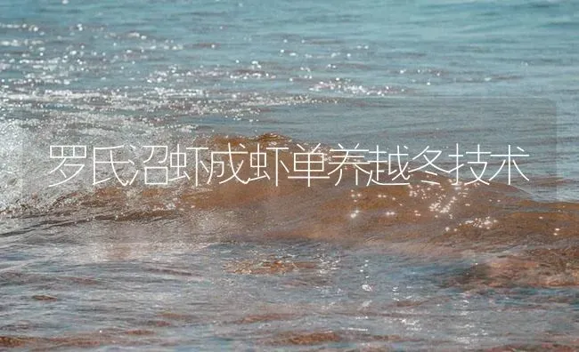 罗氏沼虾成虾单养越冬技术 | 海水养殖