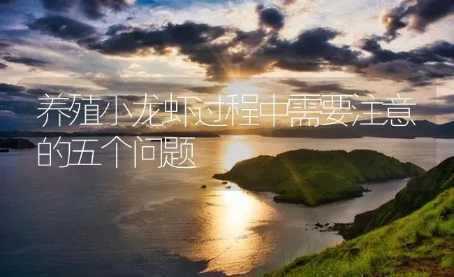 养殖小龙虾过程中需要注意的五个问题 | 海水养殖