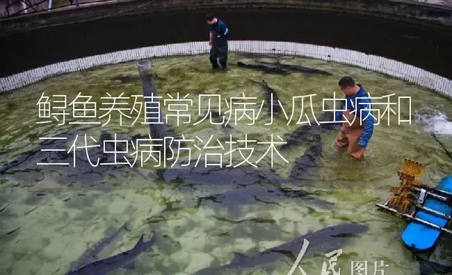 鲟鱼养殖常见病小瓜虫病和三代虫病防治技术 | 淡水养殖
