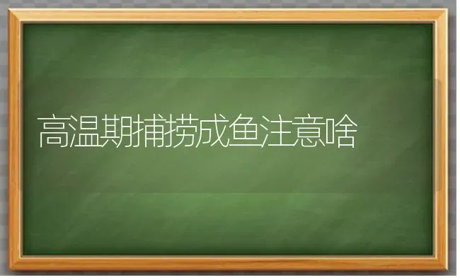 高温期捕捞成鱼注意啥 | 淡水养殖