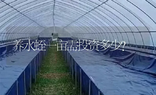 养水蛭一亩需投资多少？ | 特种养殖