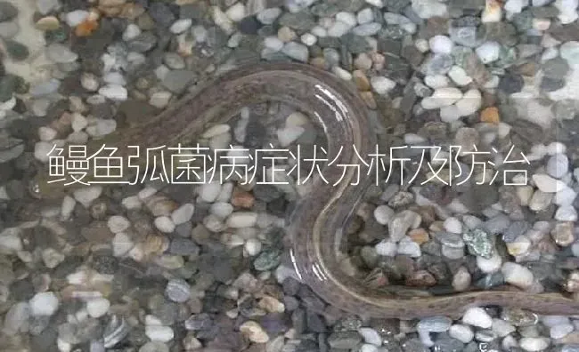 鳗鱼弧菌病症状分析及防治 | 淡水养殖