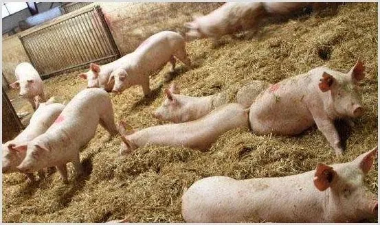 母猪分娩后如何管理？养猪户必须要知道 | 农业养殖科普
