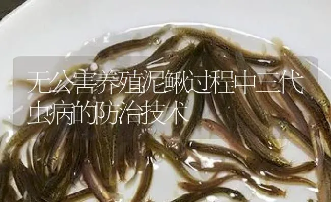 无公害养殖泥鳅过程中三代虫病的防治技术 | 淡水养殖