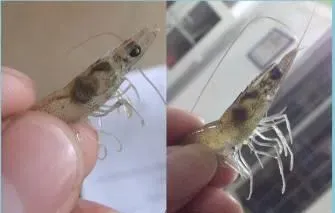 有关于南美白对虾肝胰脏的最新详解