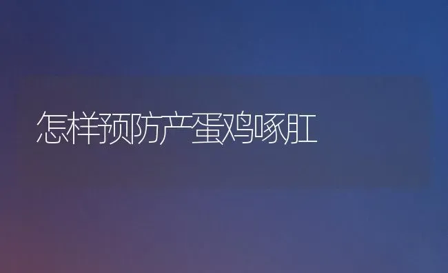 怎样预防产蛋鸡啄肛 | 家禽养殖