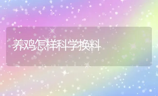 养鸡怎样科学换料 | 家禽养殖