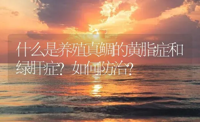 什么是养殖真鲷的黄脂症和绿肝症？如何防治？ | 海水养殖