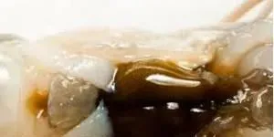 养殖南美白对虾到底有没有“转肝”的说法？