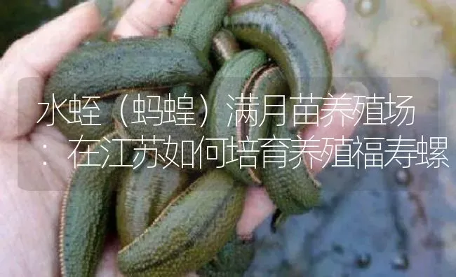 水蛭（蚂蝗）满月苗养殖场：在江苏如何培育养殖福寿螺 | 特种养殖