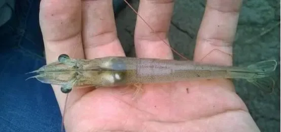 养殖南美白对虾到底有没有“转肝”的说法？