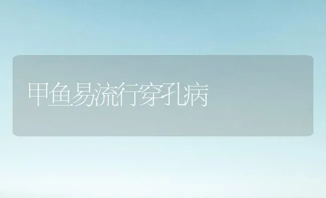 甲鱼易流行穿孔病 | 淡水养殖