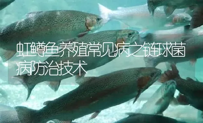 虹鳟鱼养殖常见病之链球菌病防治技术 | 淡水养殖