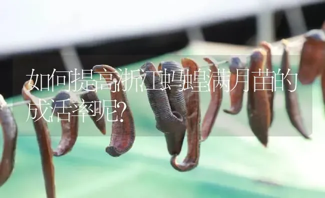 如何提高浙江蚂蝗满月苗的成活率呢？ | 特种养殖