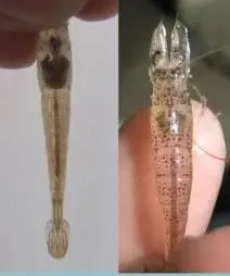 有关于南美白对虾肝胰脏的最新详解