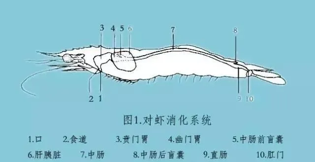 有关于南美白对虾肝胰脏的最新详解
