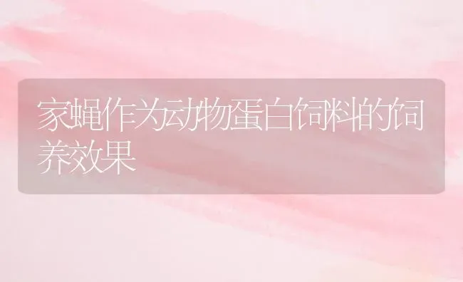 家蝇作为动物蛋白饲料的饲养效果 | 动物养殖饲料