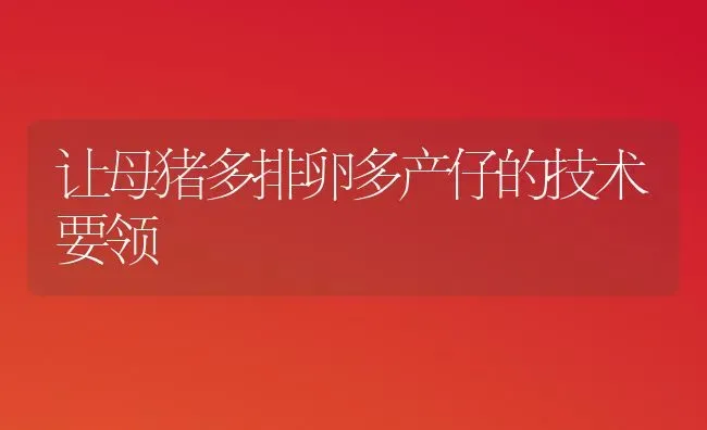 让母猪多排卵多产仔的技术要领 | 家畜养殖