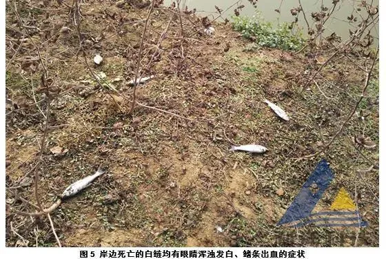 双穴吸虫囊蚴和败血症引起白鲢眼球浑浊发白、死亡一例