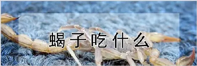 蝎子吃什么 | 农业养殖技术