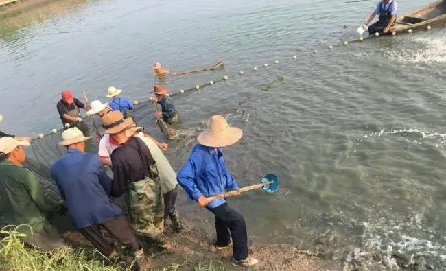 广东养殖户学学，浙江湖州菱湖黄颡鱼养殖户是这样拉网抓鱼的