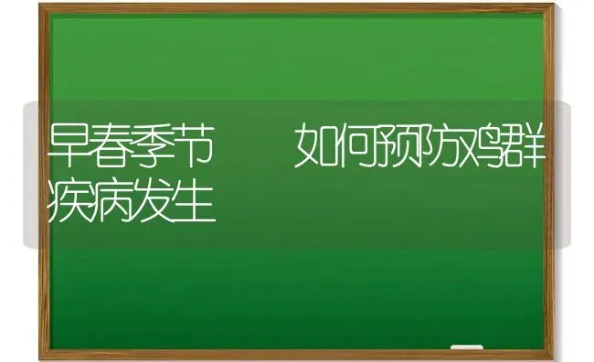 早春季节  如何预防鸡群疾病发生 | 家禽养殖