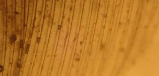 【技术分享】做好海水小白虾越冬期管理，把好最后一关