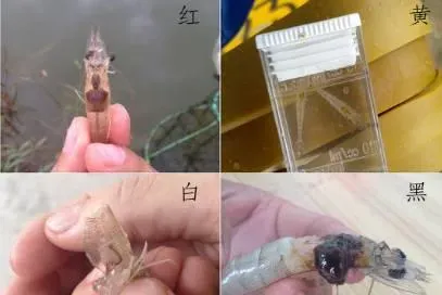 有关于南美白对虾肝胰脏的最新详解
