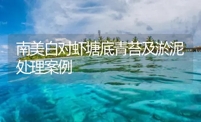 南美白对虾塘底青苔及淤泥处理案例 | 海水养殖