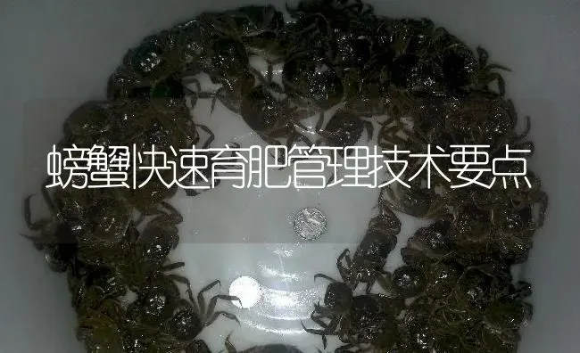 螃蟹快速育肥管理技术要点 | 淡水养殖