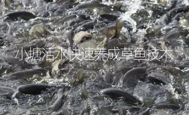 小塘活水快速养成草鱼技术 | 淡水养殖