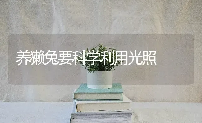 养獭兔要科学利用光照 | 家畜养殖