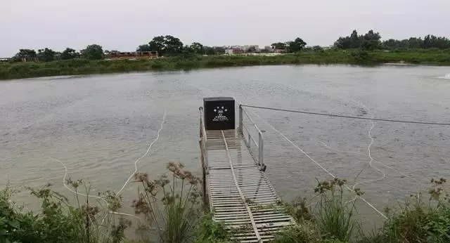 用底部增氧75天抓鱼 广东茂名化州罗非养殖达人亩产六千斤