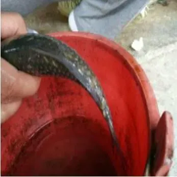 近期小草鱼常见疾病分析处理及预防