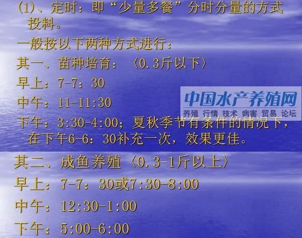 加州鲈鱼网箱养殖技术要点