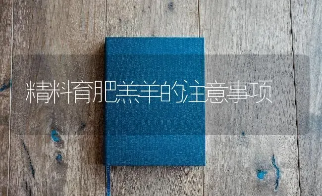精料育肥羔羊的注意事项 | 家畜养殖