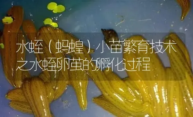 水蛭（蚂蝗）小苗繁育技术之水蛭卵茧的孵化过程 | 特种养殖